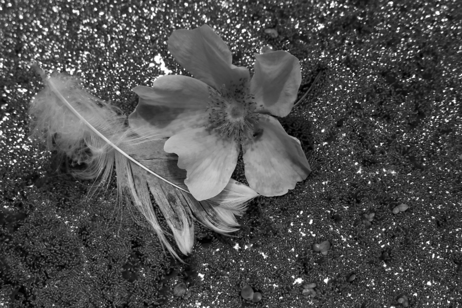 2013 07 03 IMG 12819ebw